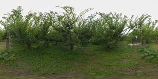 茂县农业基地图片 (45)